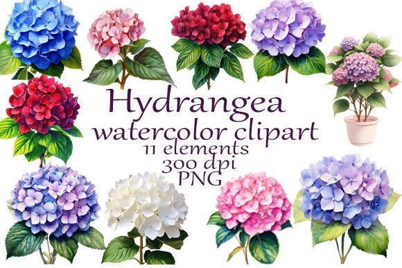 Hydrangea Watercolor Clipart PNG