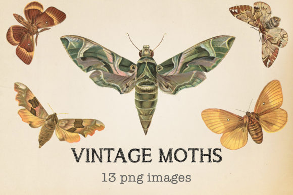 Vintage Moths Clipart: A Guide to High-Quality Digital Assets